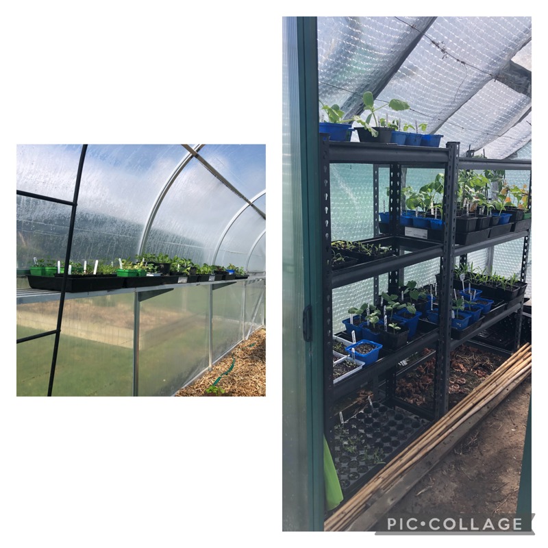 Greenhouse bursting at its seams