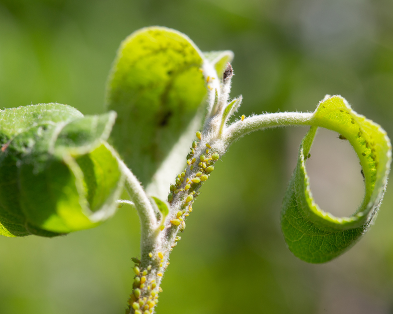Summer Insect Control | Yates
