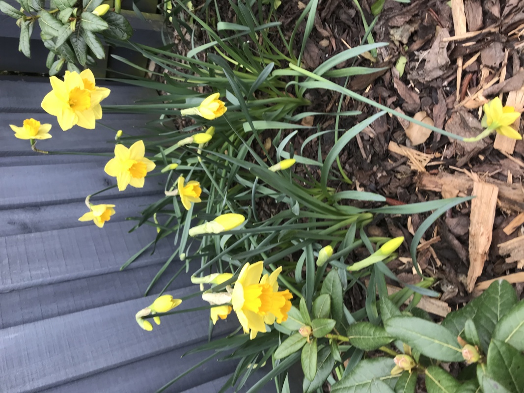 Spring daffodils 