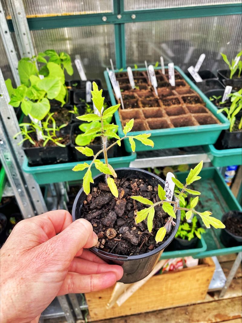 Hurrah for Tomatoes
