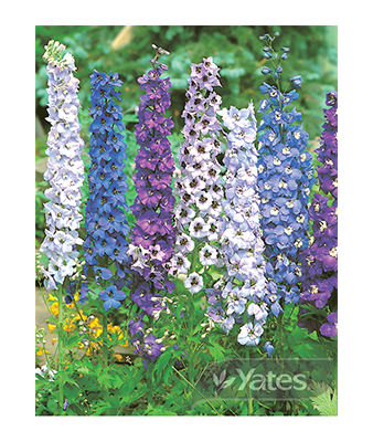 Delphinium Pacific Giants Product