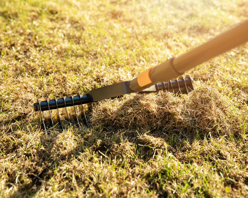 Resuscitate Your Lawn