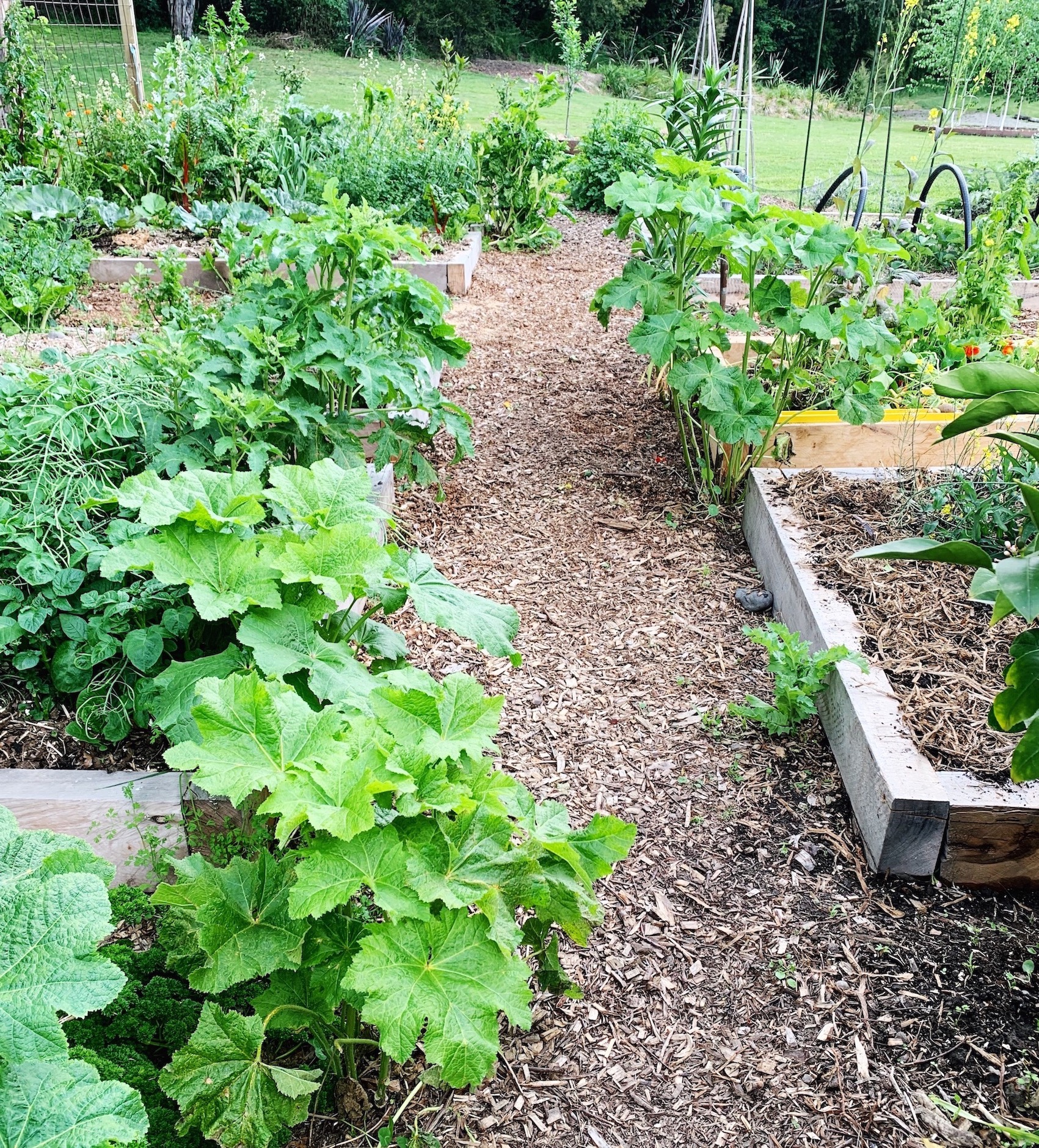 HOLLYHOCKS IN THE PATHS