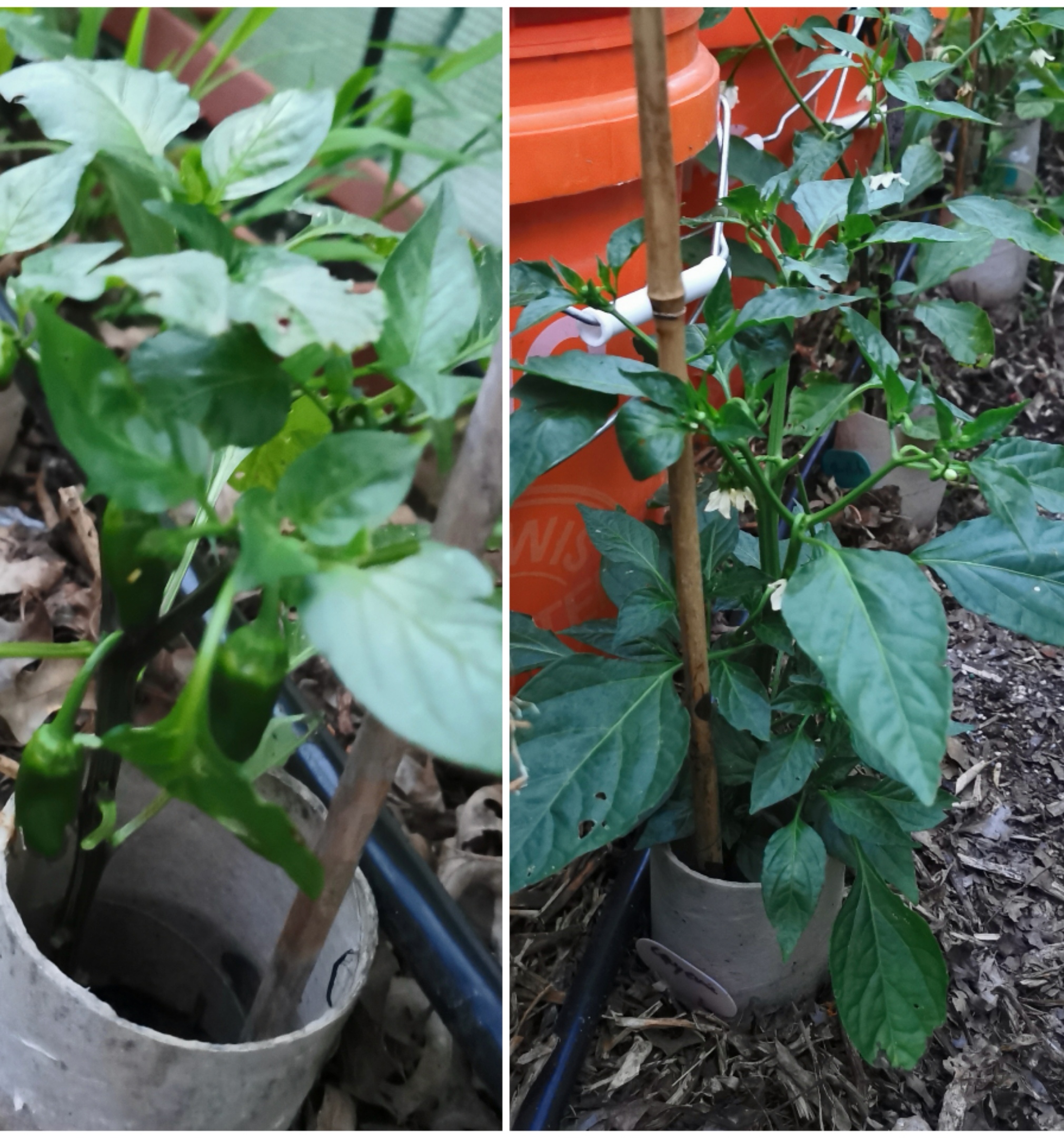 Europe.. Are there Chillies? 