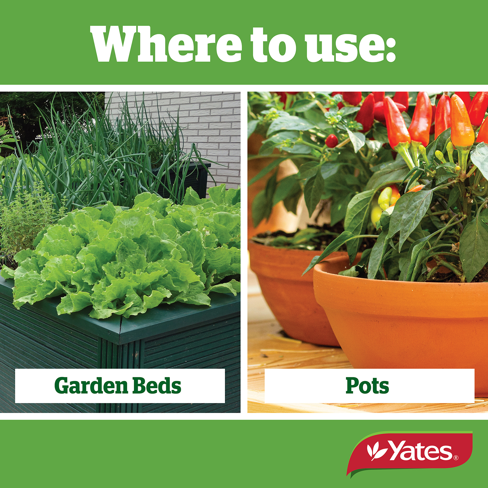 Yates Web Info DERRIS DUST 01