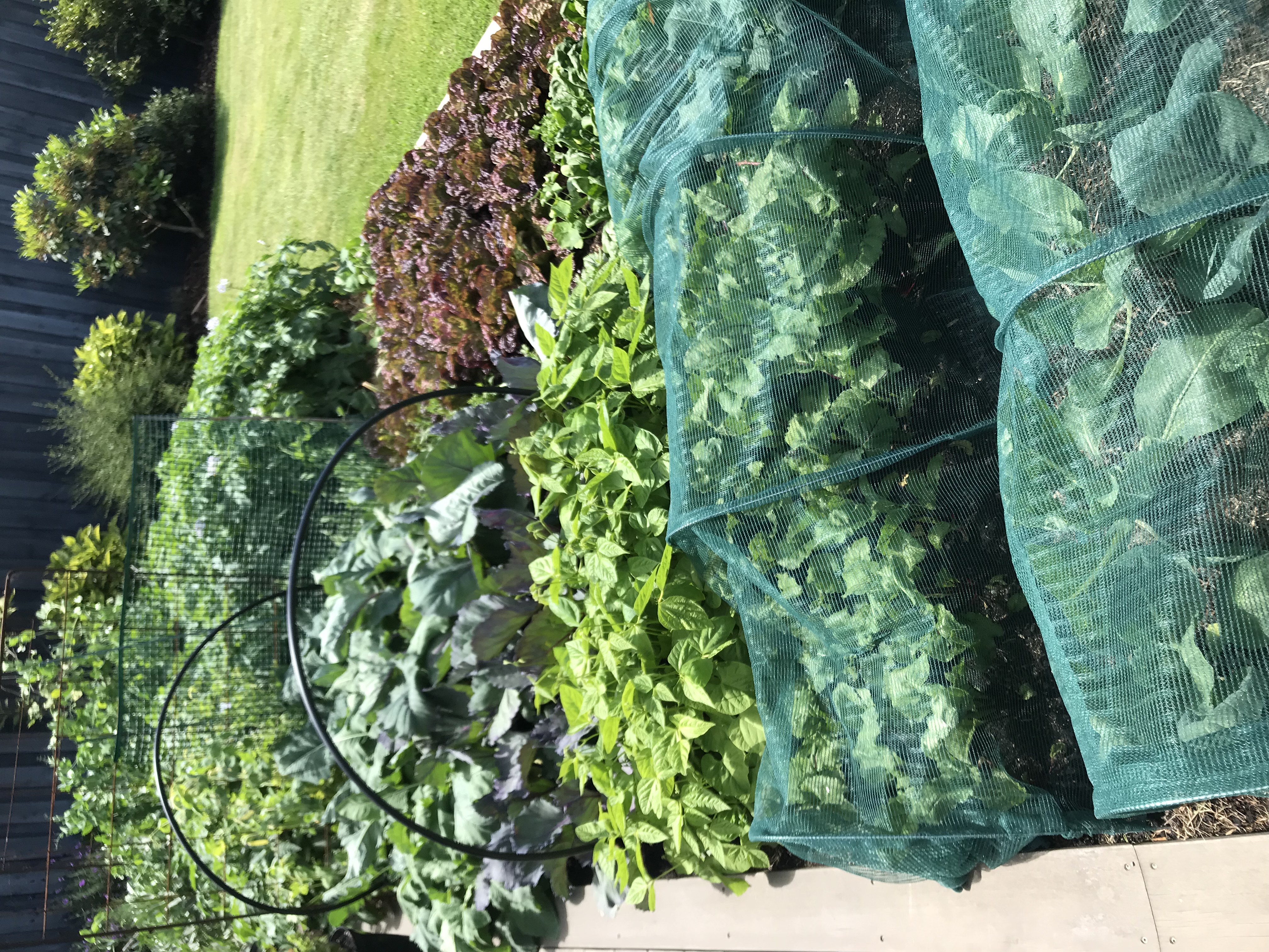 Everything growing in abundance 