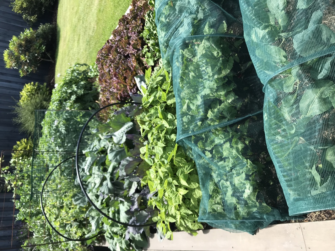 Everything growing in abundance