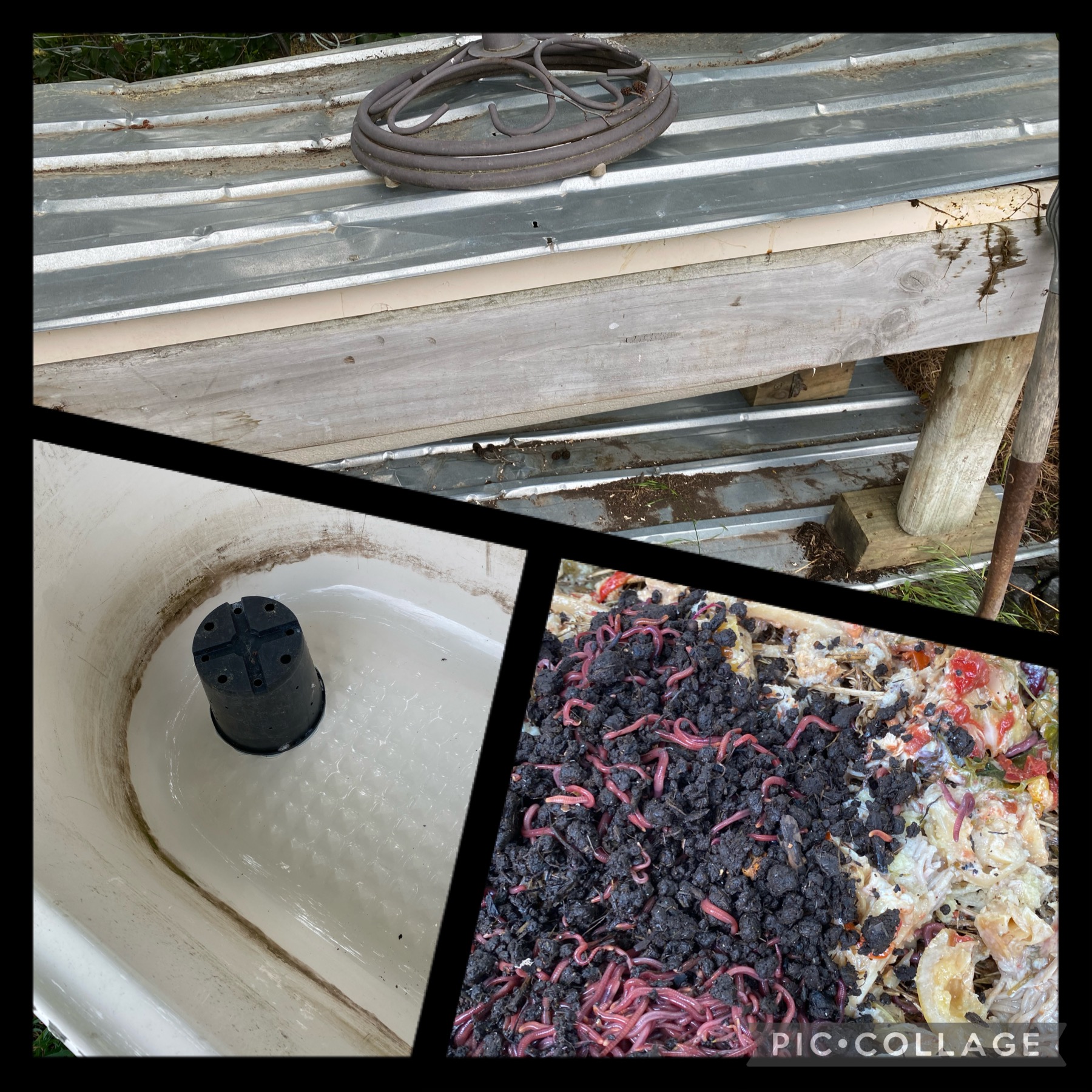 Reinstating the worm farm 