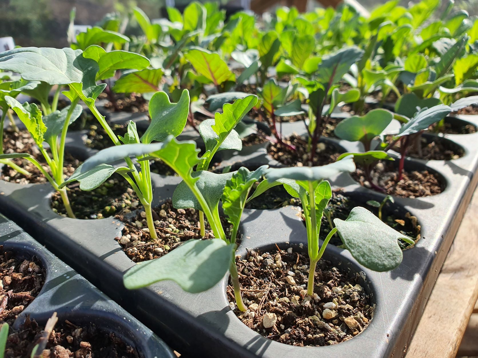 Gardeners are the nicest people!