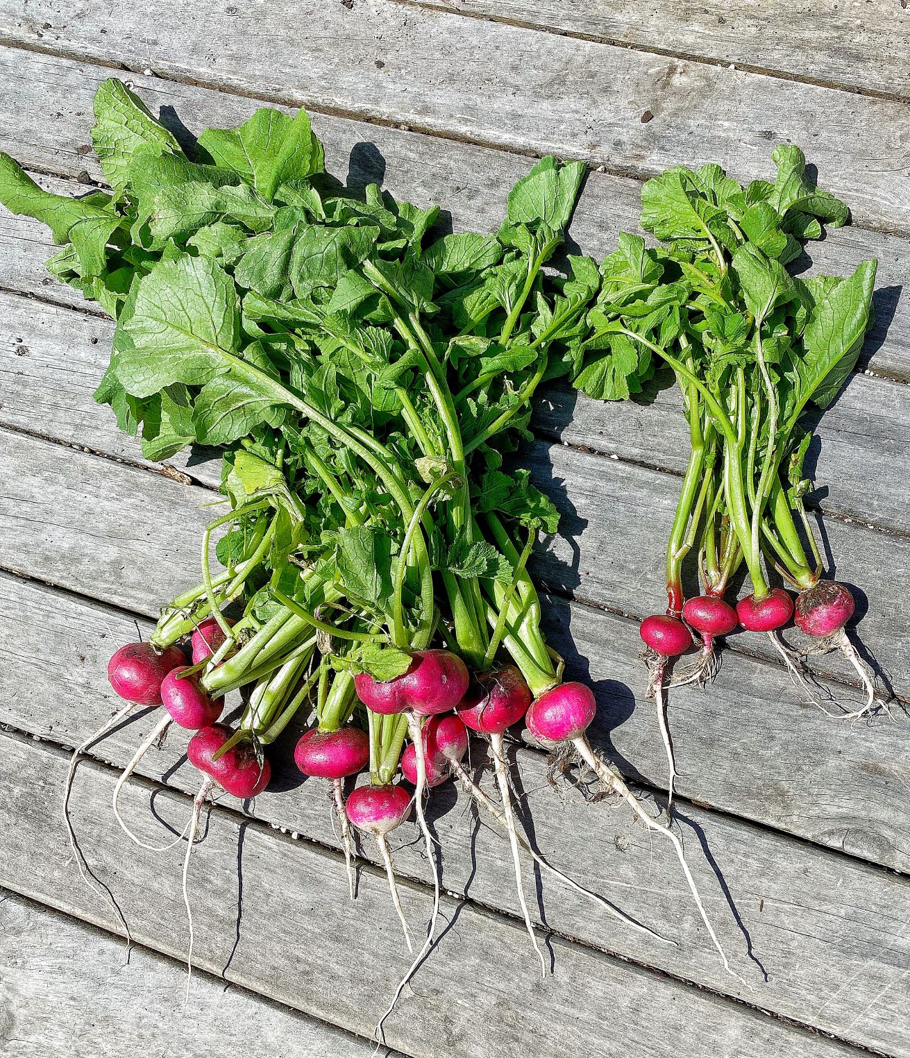 ....for the love of Radishes