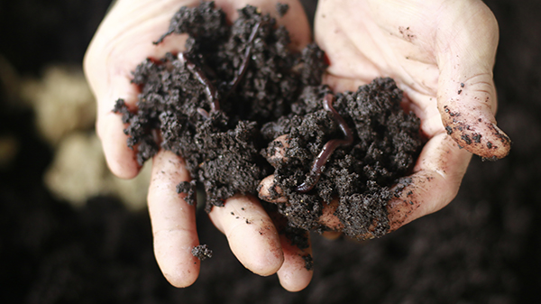Healthy Soil Hands