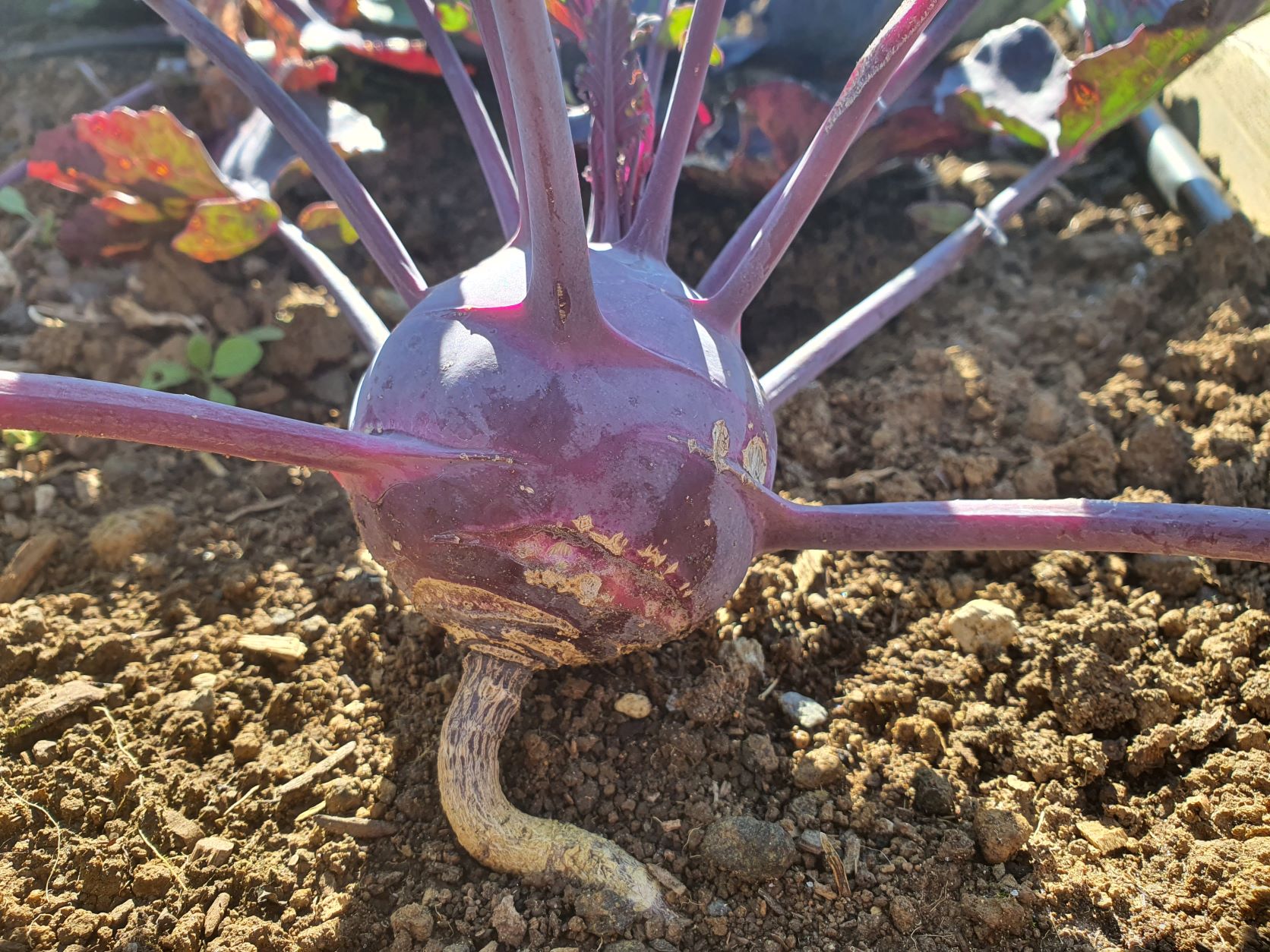 FRIDAY TOP TIPS – How to Sow Seed