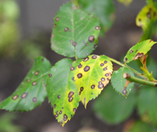 Diseases