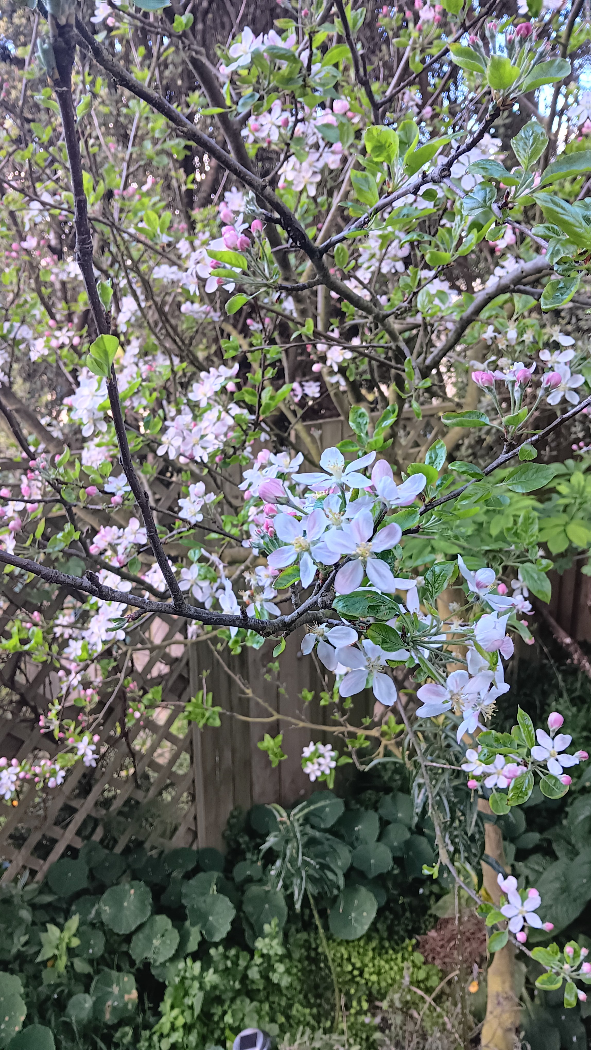 Last tree to blossom!