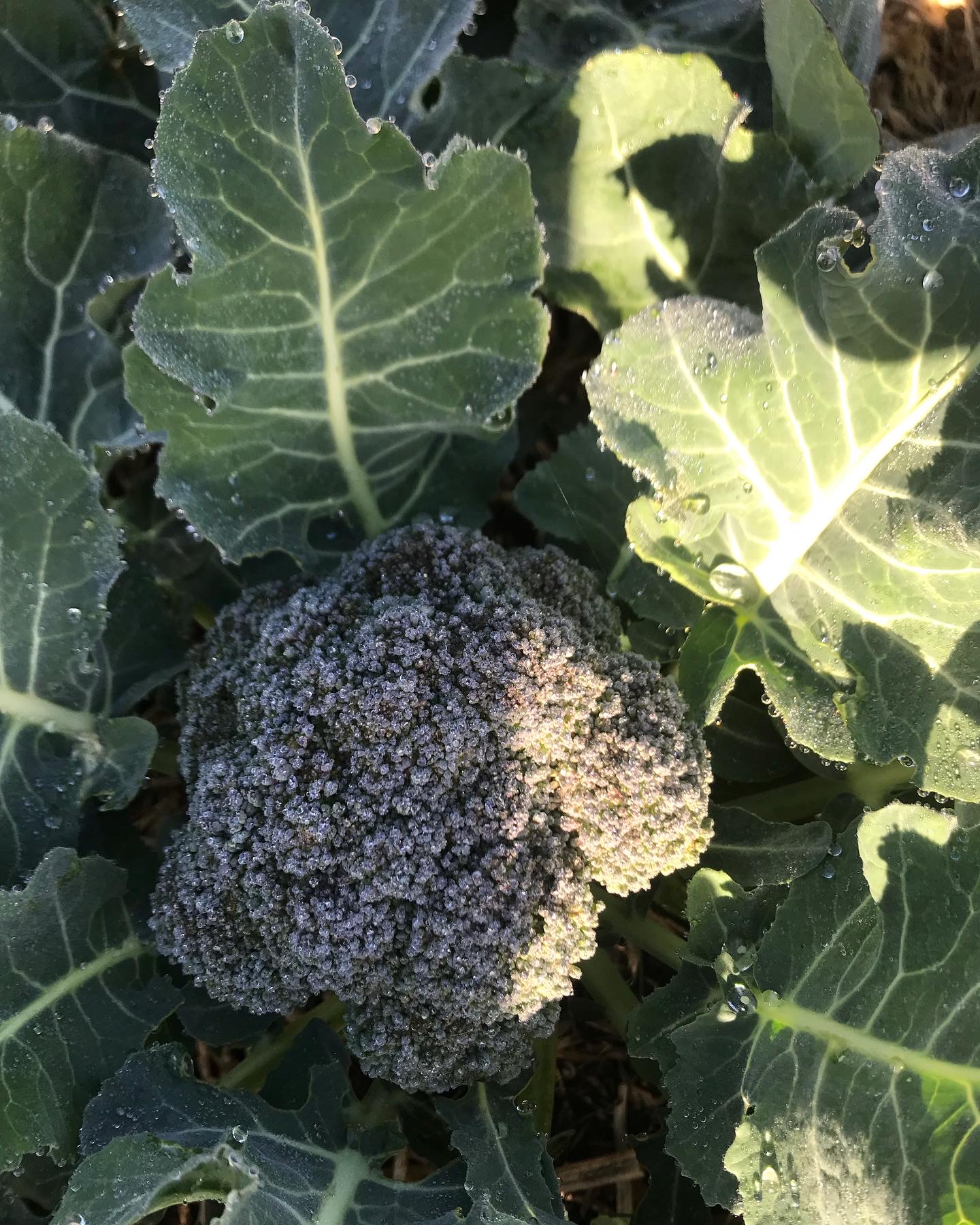 Winter vege’s. Are doing well 