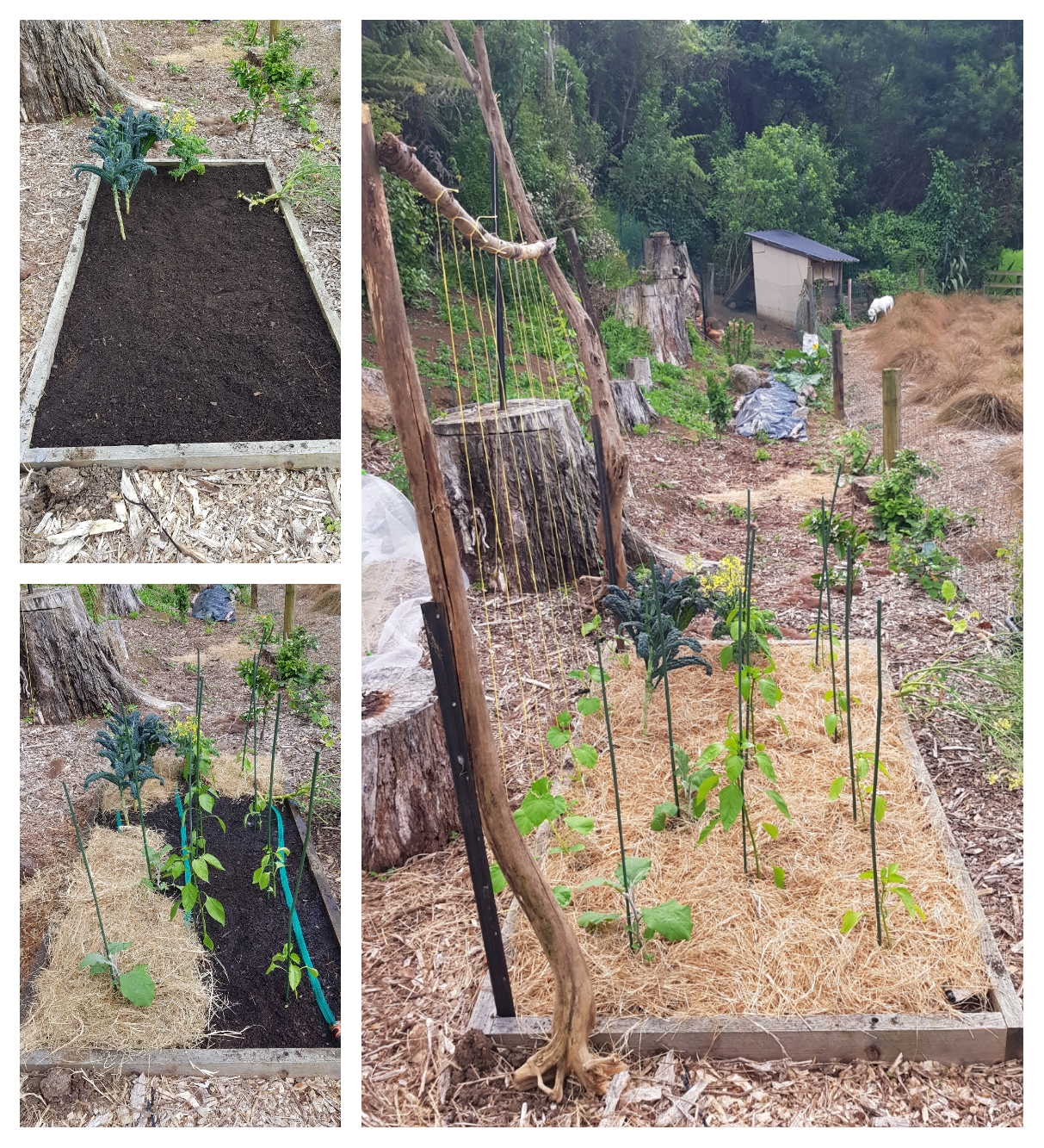 Gherkins & Driftwood...