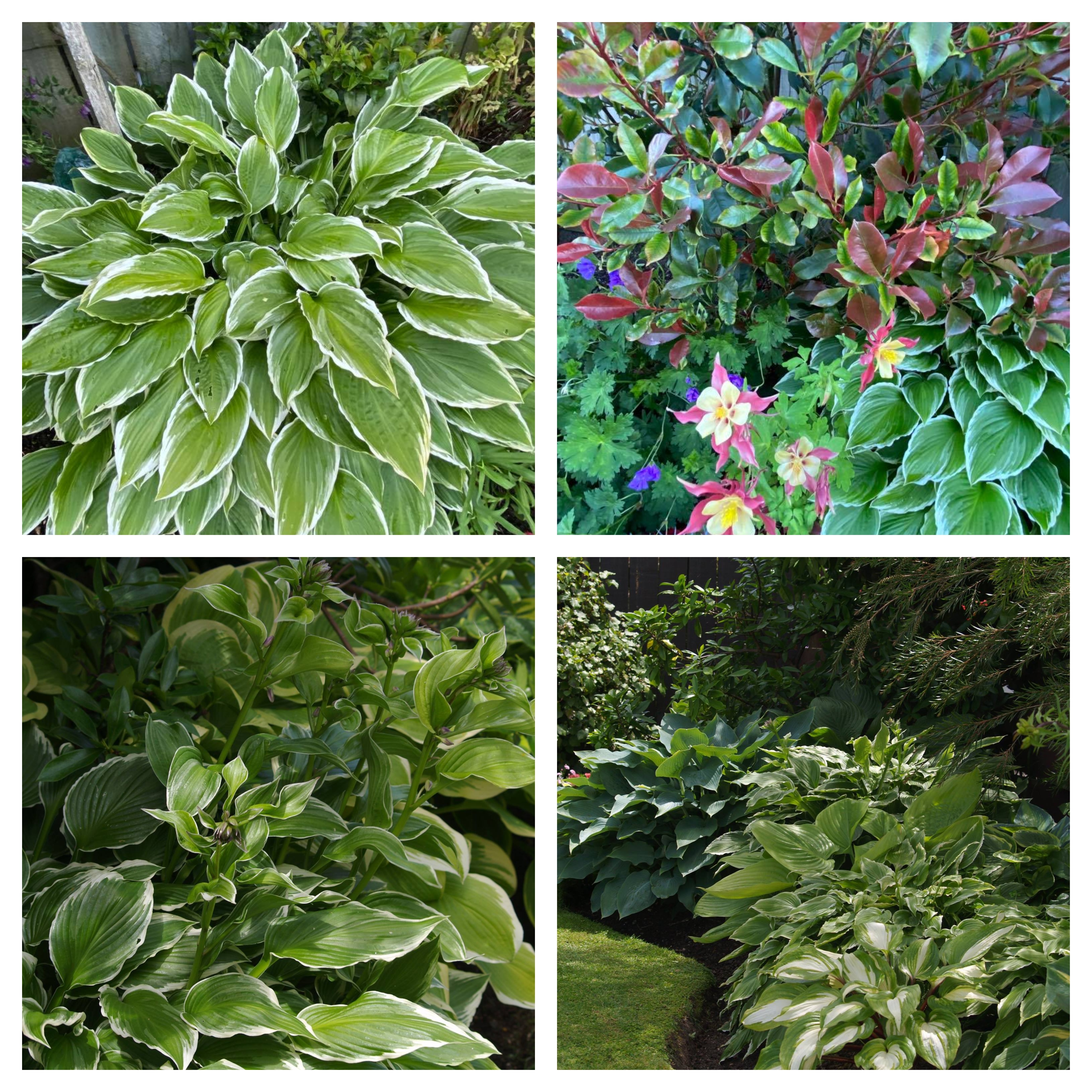 Heavenly Hostas