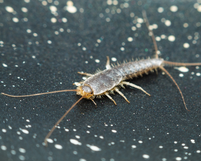 Silverfish
