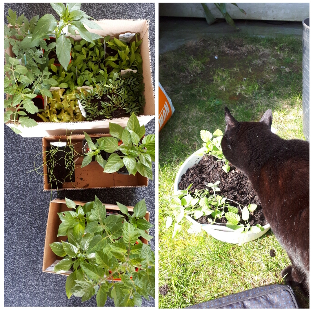 Plant haul and catnip thief