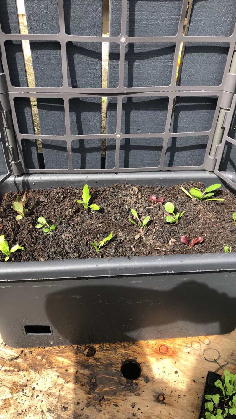 Started my first vege harden
