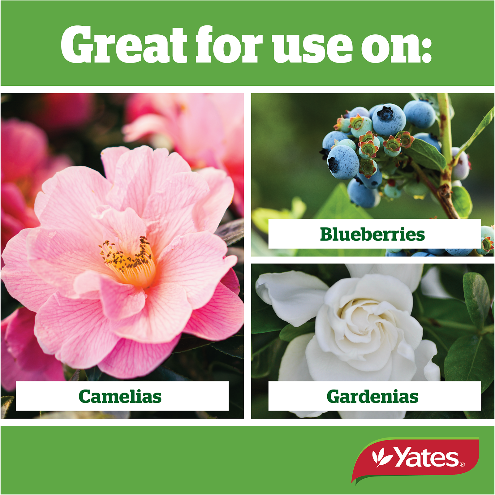 Yates Camelia Granulars V1 06