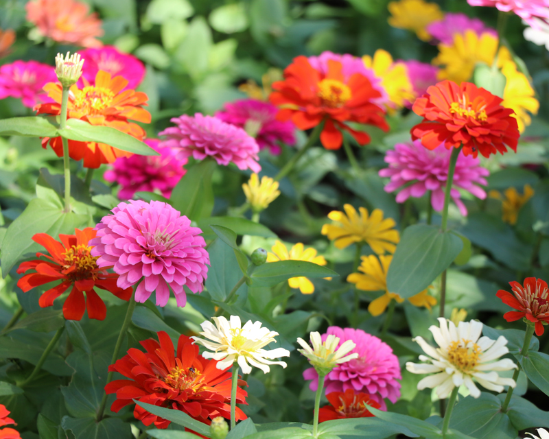 Zinnias Thumb