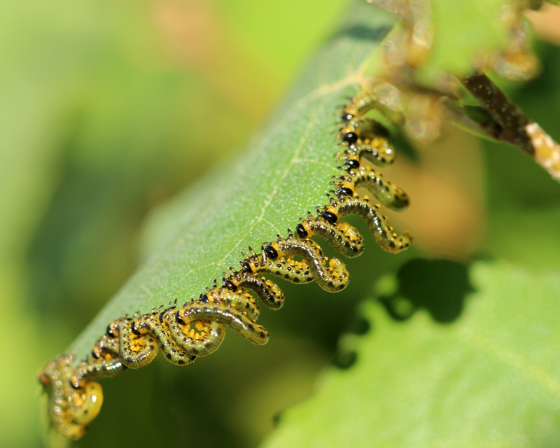 Sawfly Larvae