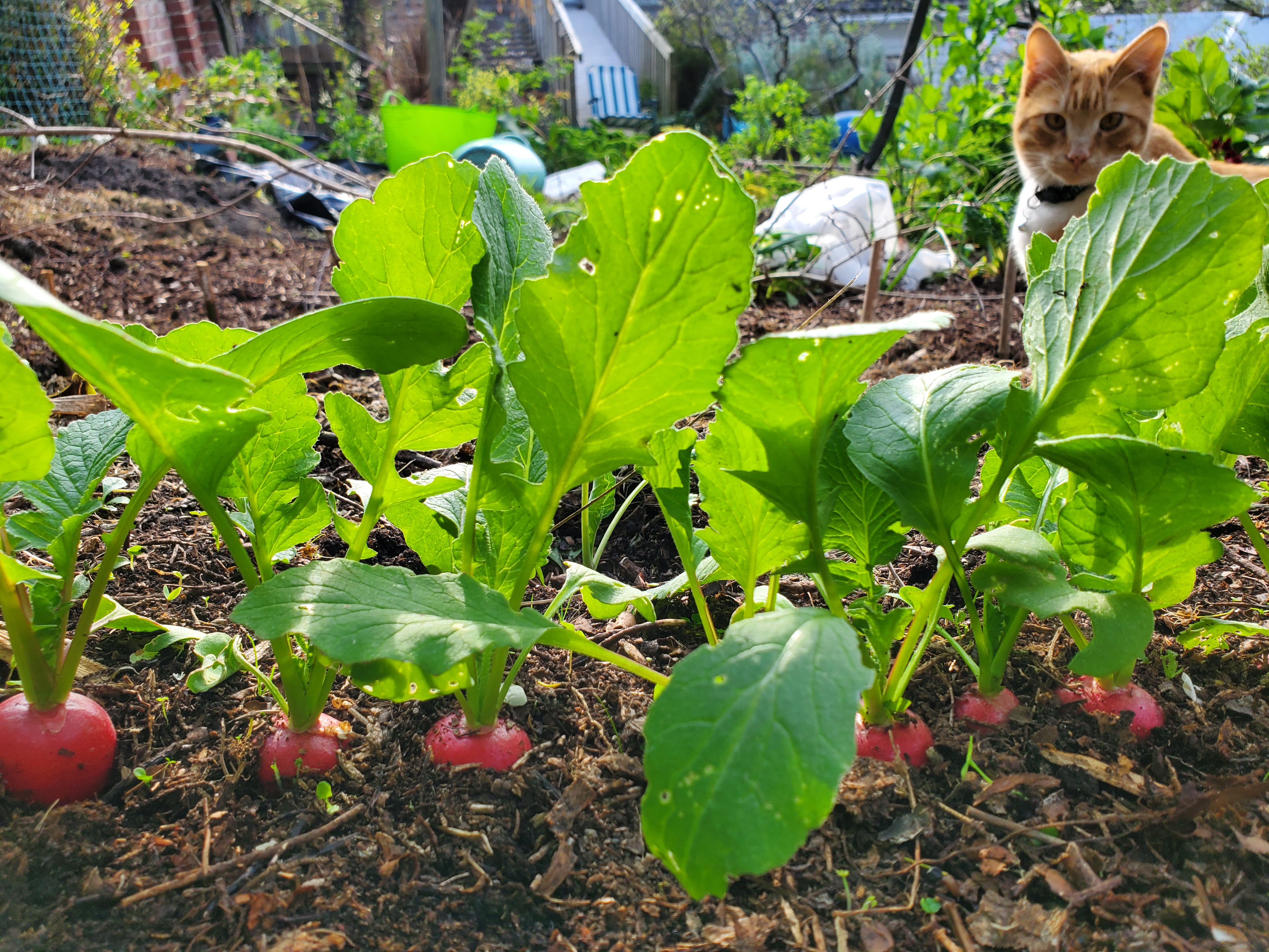 First spring harvests