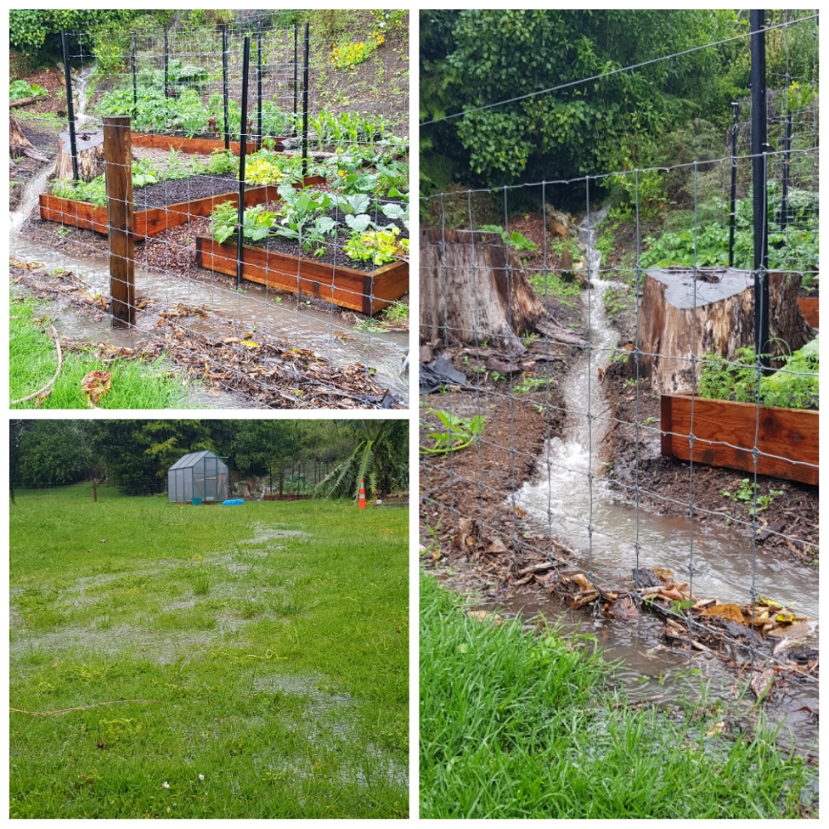 Raining Cats and Dogs 