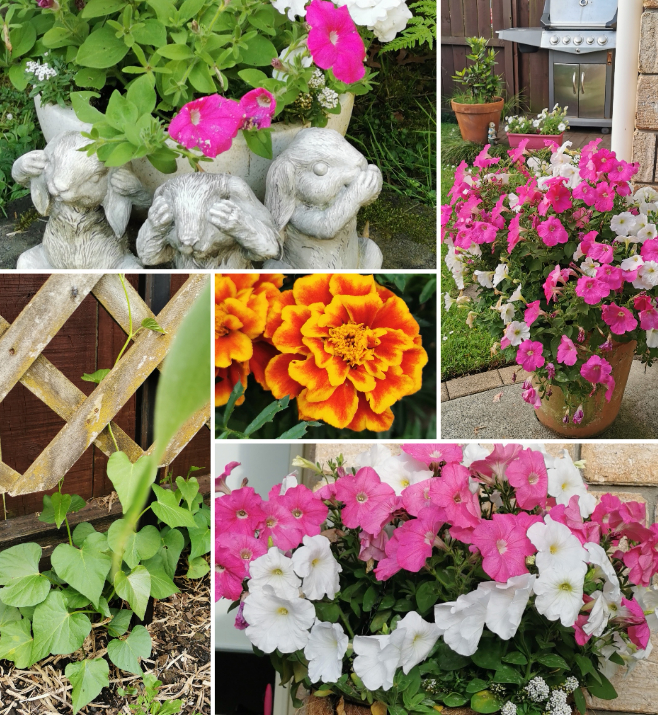 Garden wins, lessons and St  spring 2024