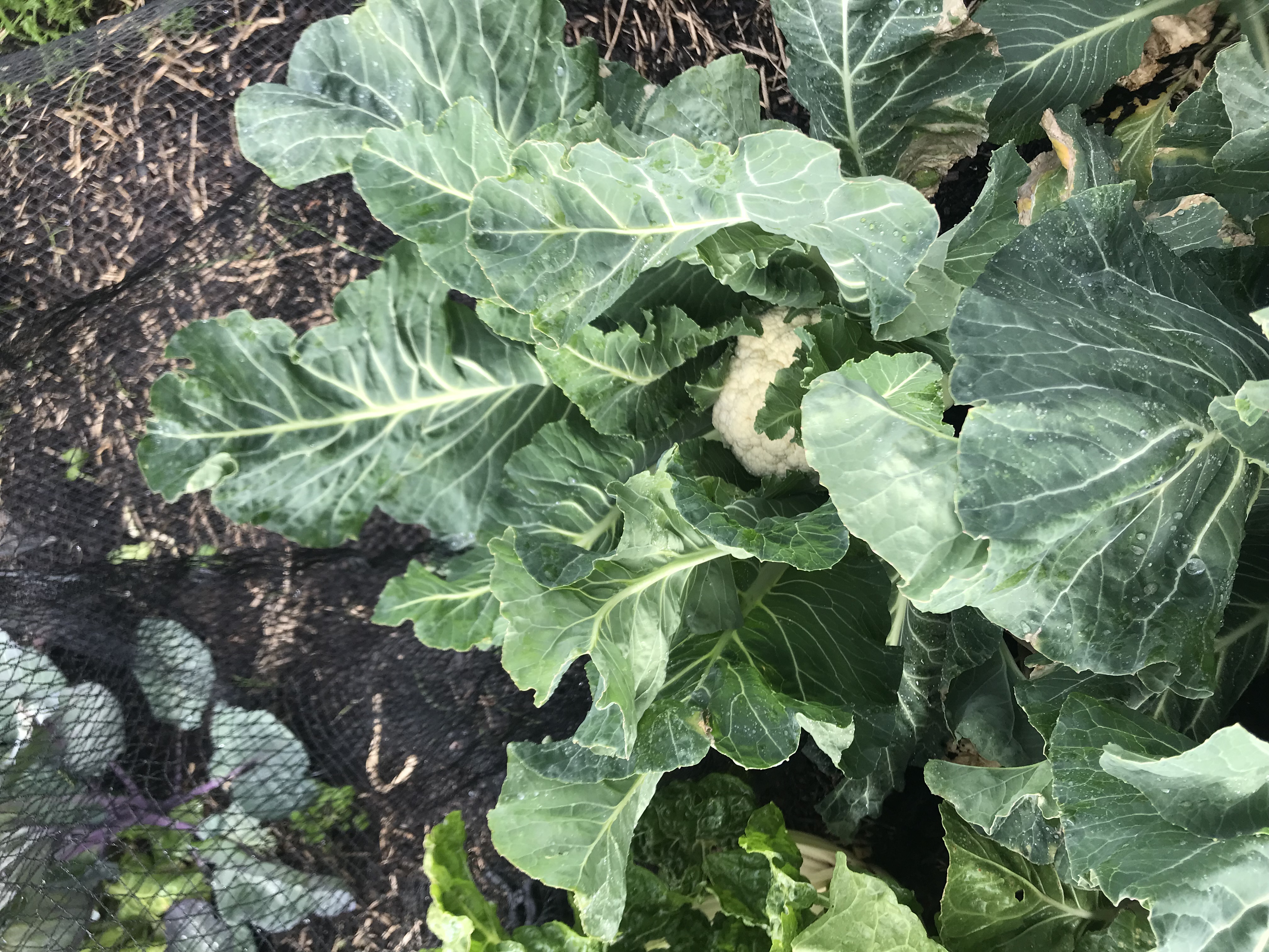 Saving money on cauliflower 