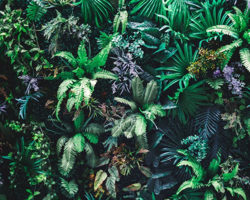 Vertical Gardens Are In Vogue Hero Banner