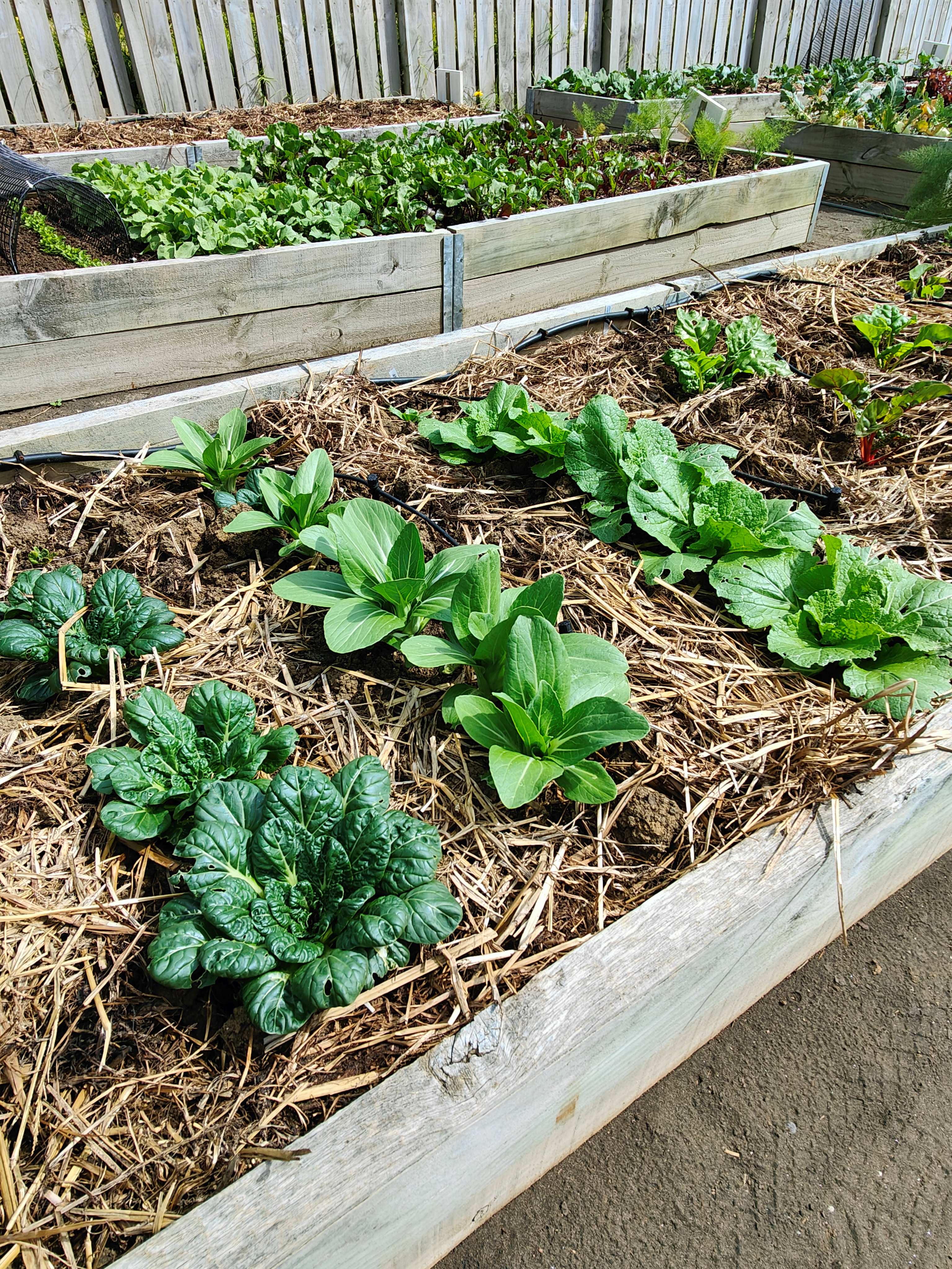 I’m Back in my Garden.