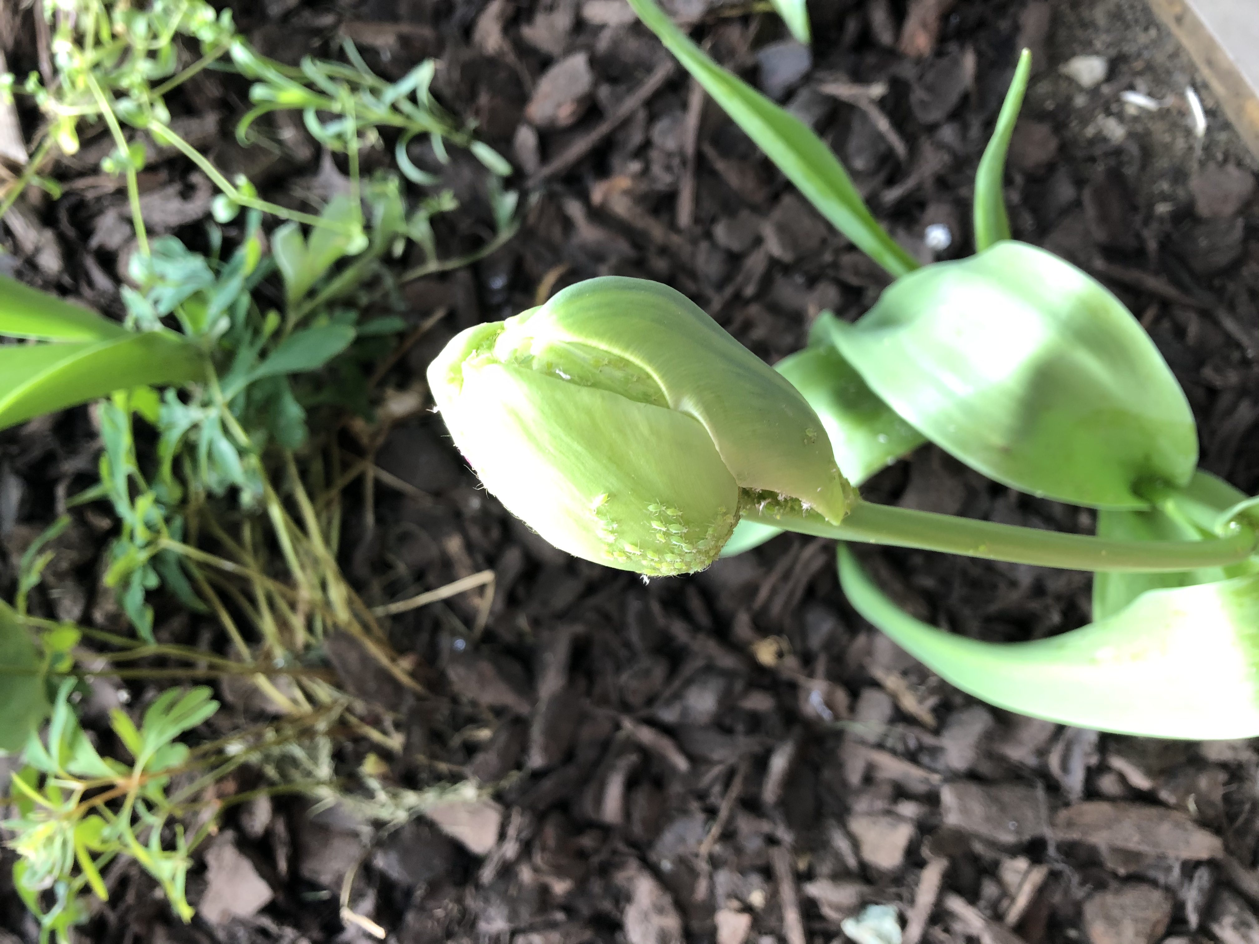 The attack of the aphids