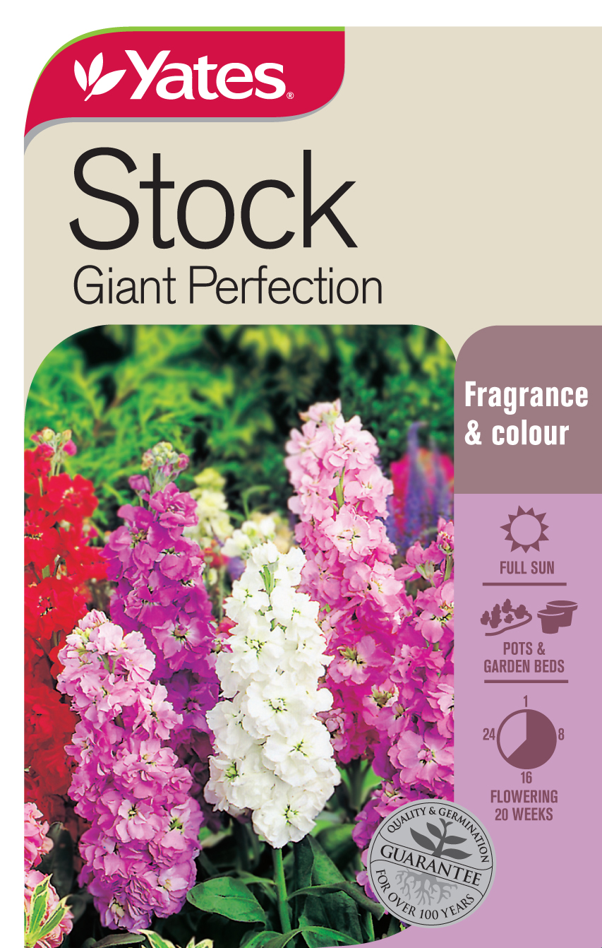 Stock 'Giant Perfection'
