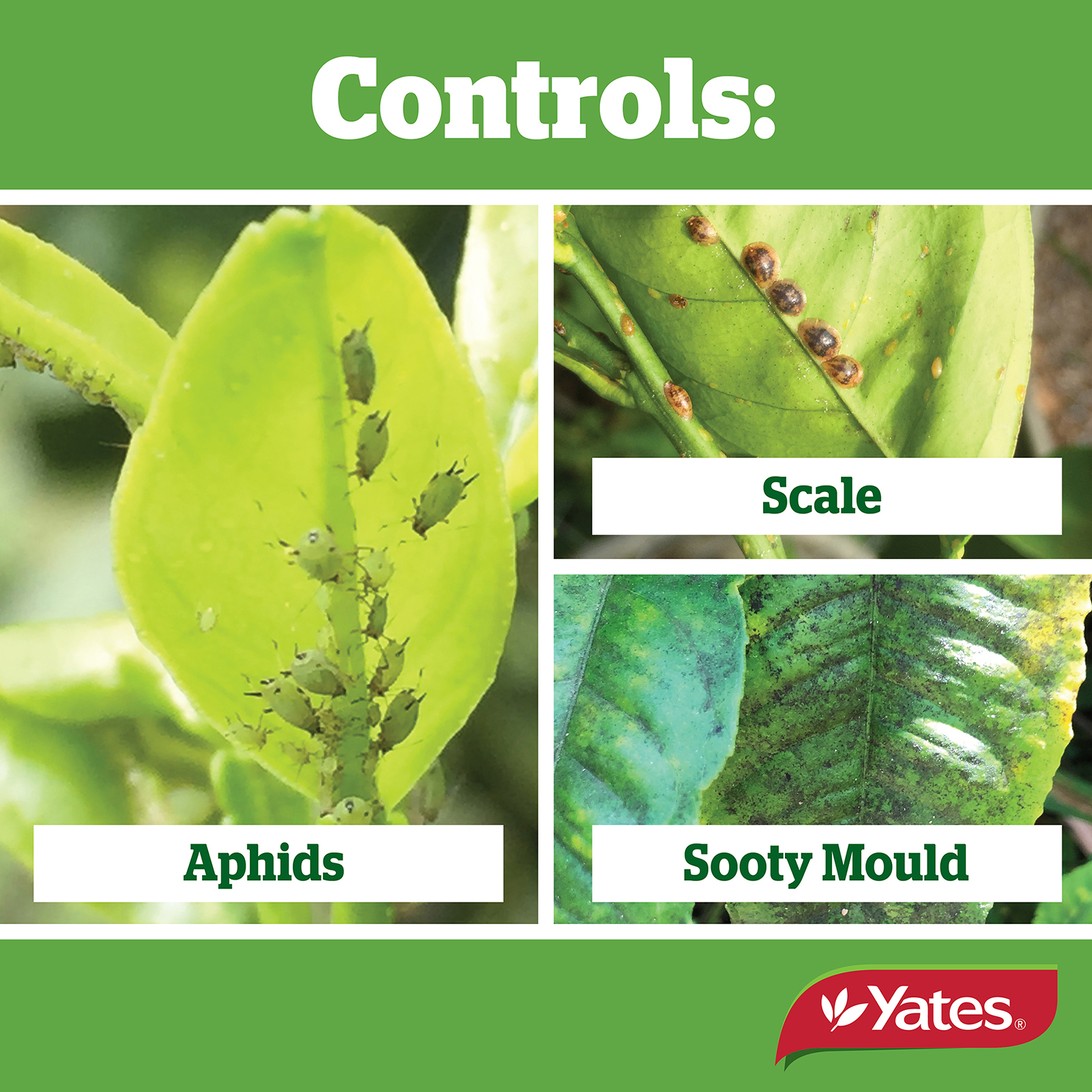 Yates Web Info CONQUEROR OIL 06