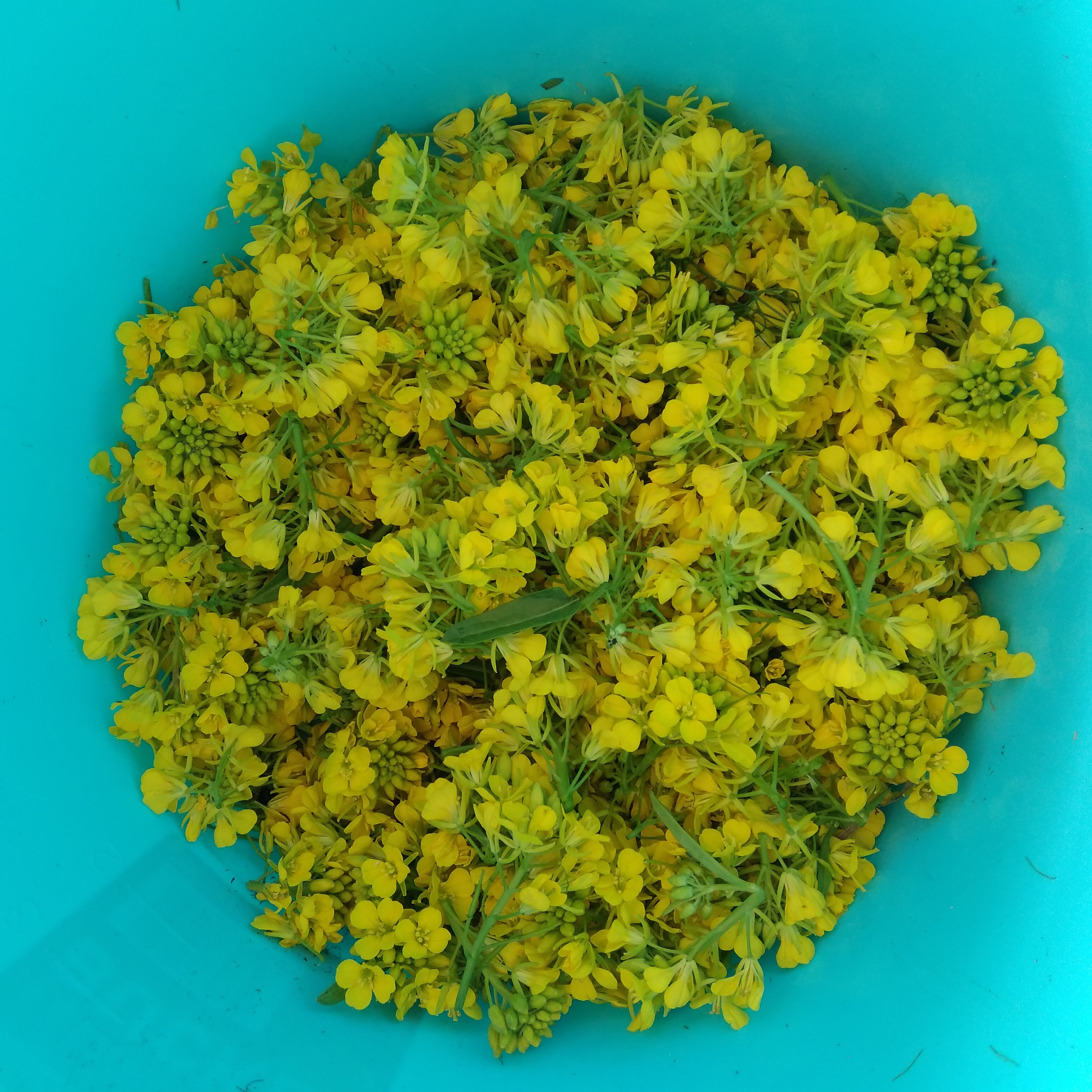 Sunshine in a Bucket 😊