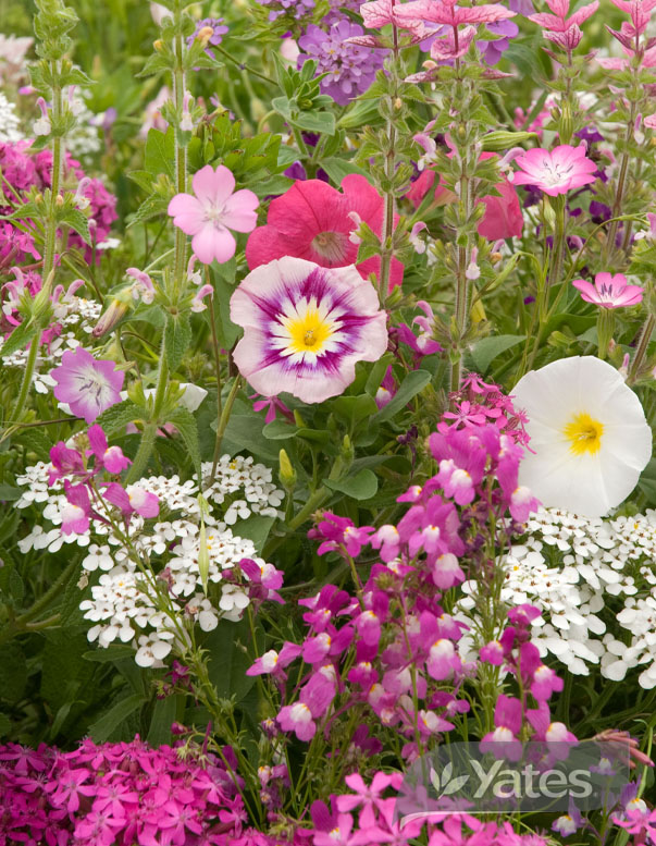 Yates Wildlfower Carpet Of Pink In Situ 56181