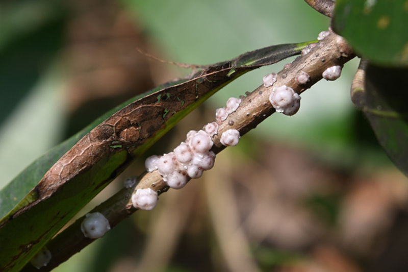 Chinese Wax Scale (Ceroplastes sinensis)