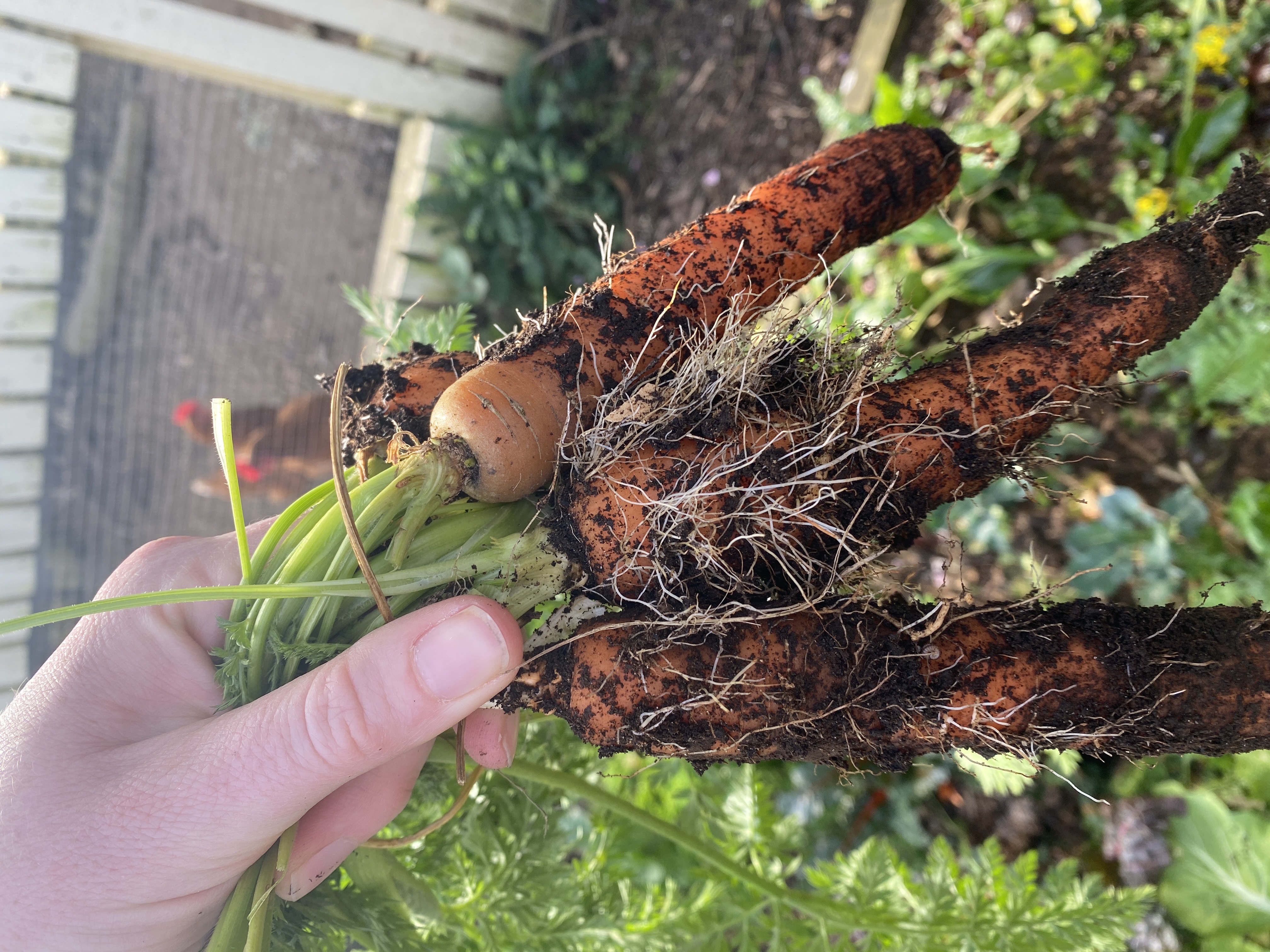 Don’t grow carrots in winter