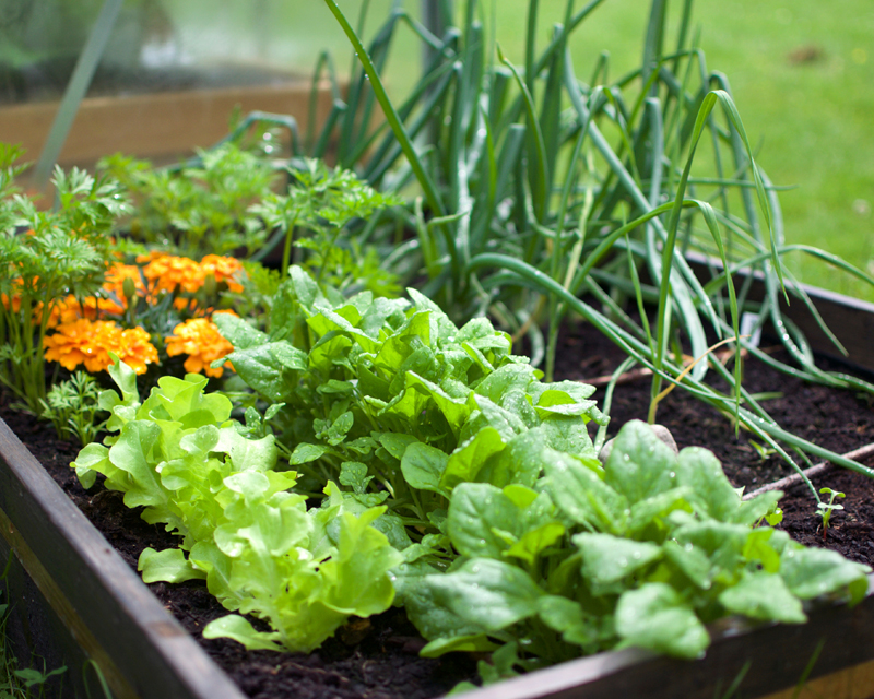 New Vegie Garden Thumb