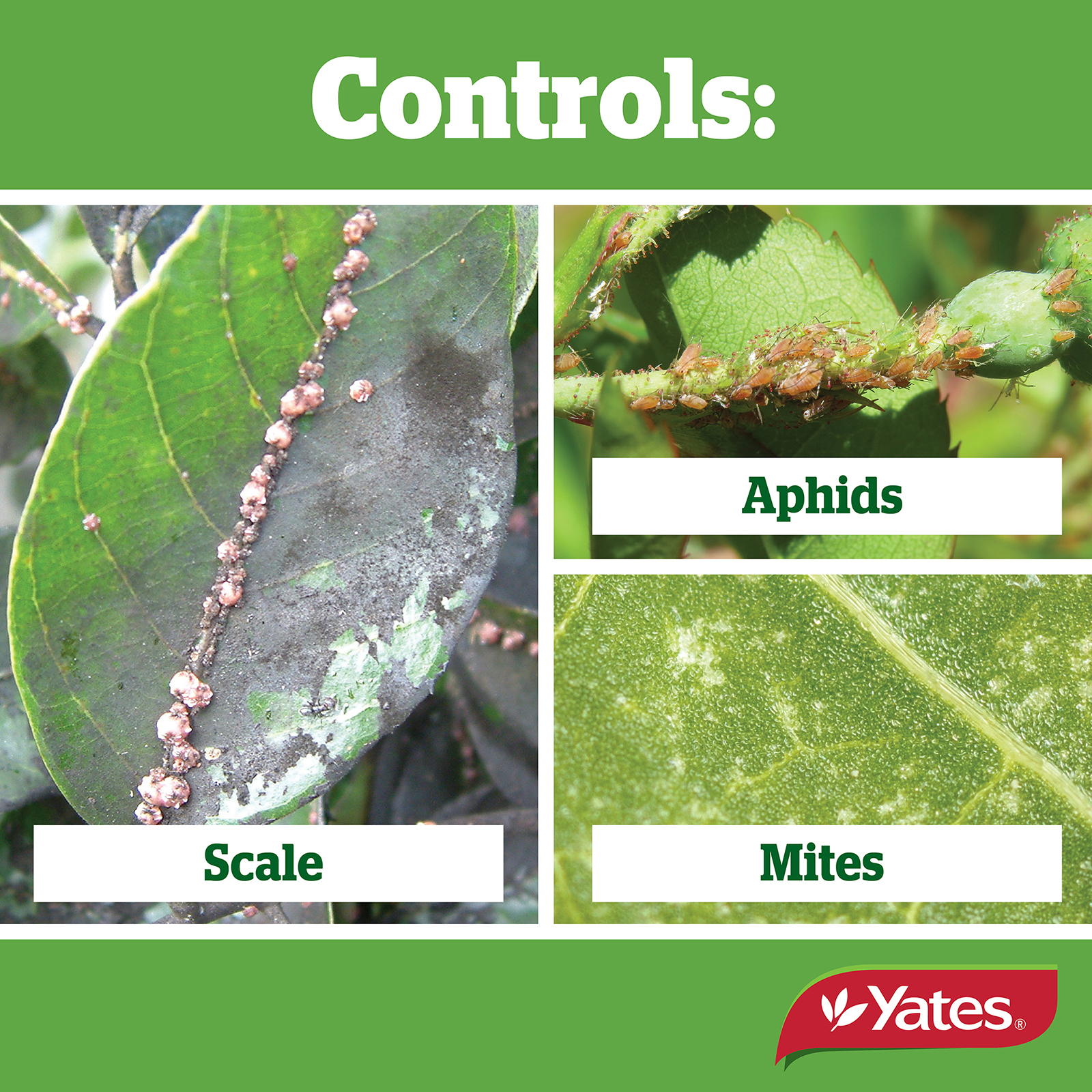 Yates Web Info BUG OIL 04