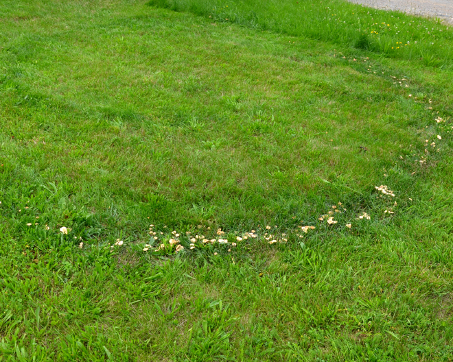 Lawn - Fairy Ring