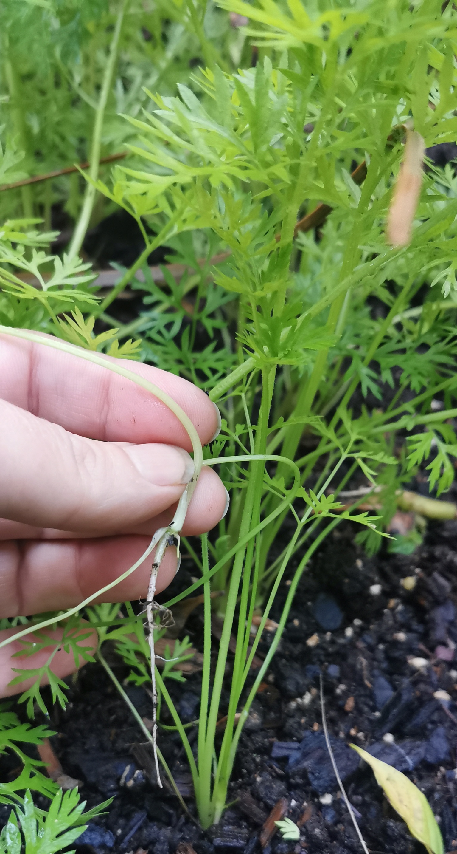  Toilet roll carrots! (3rd blog) 