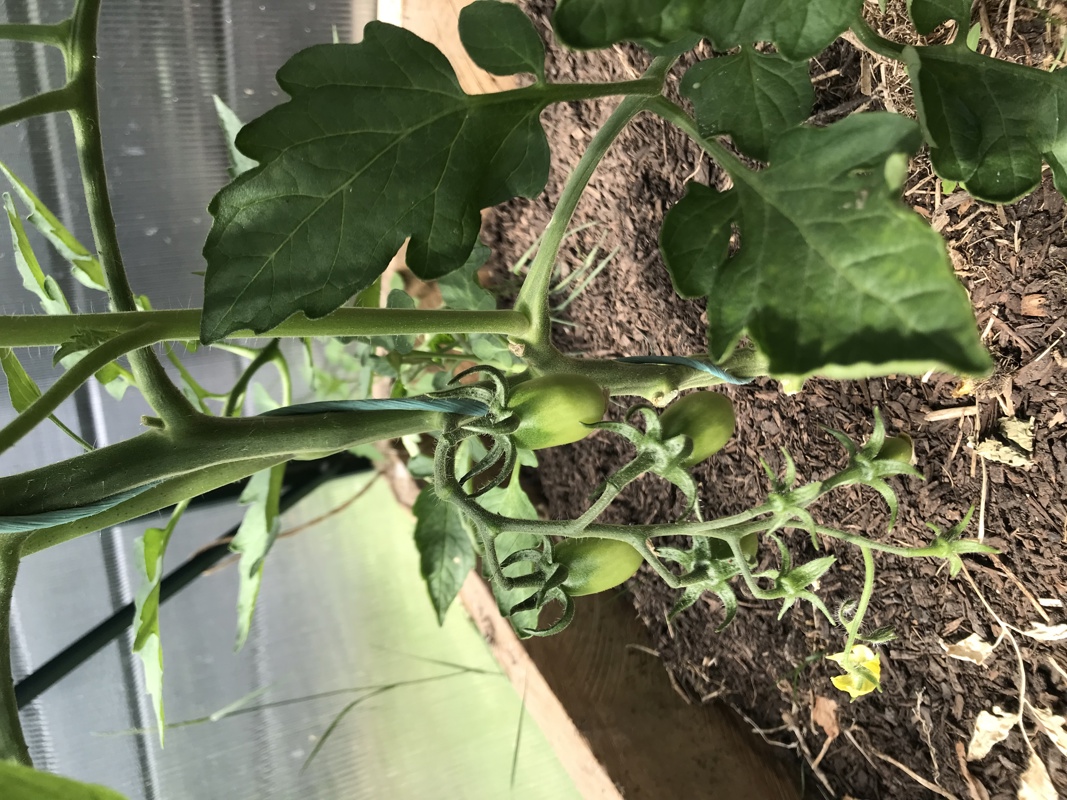 First tomato forming 