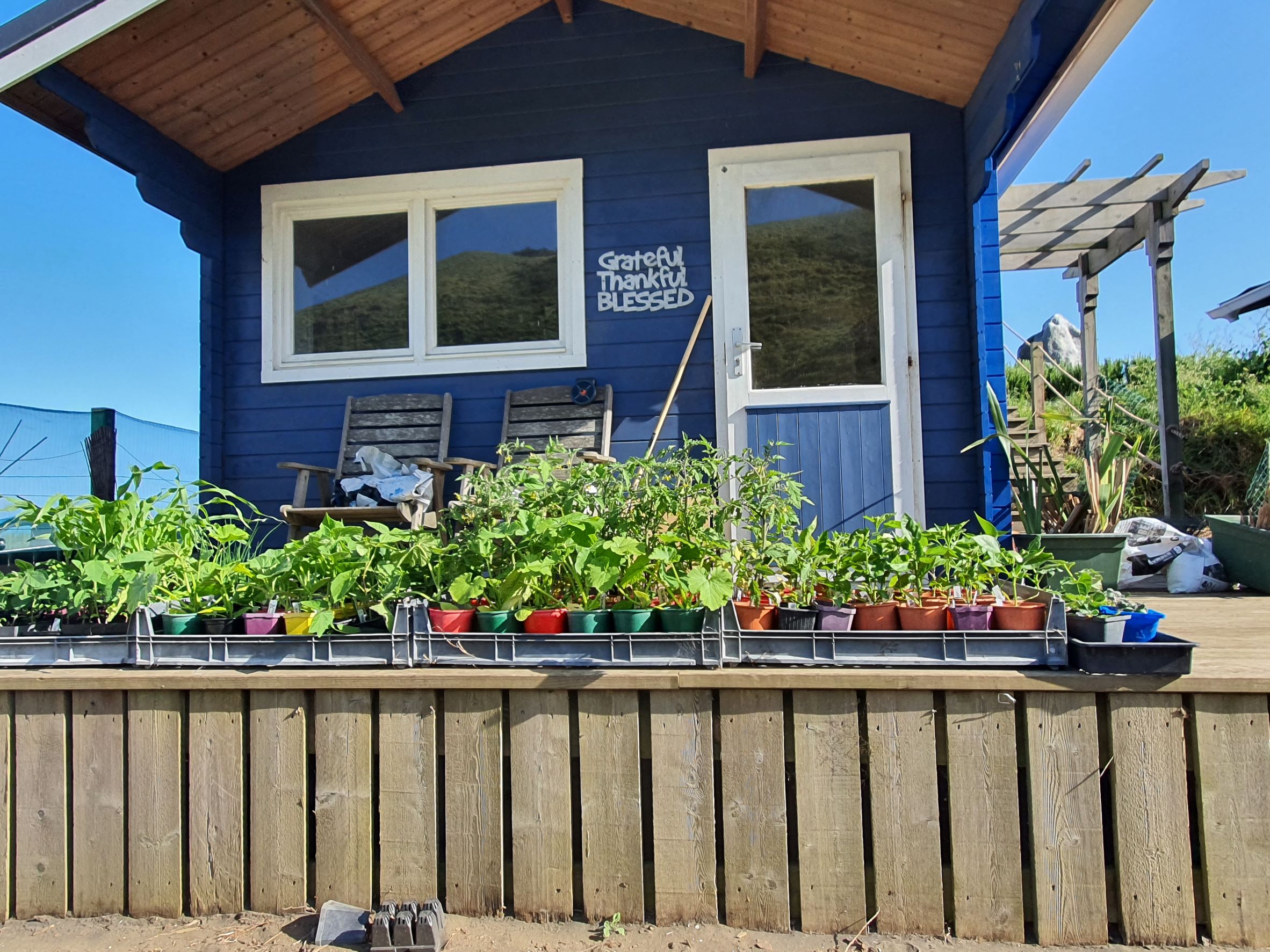 Friday Top Tips – Planting out.