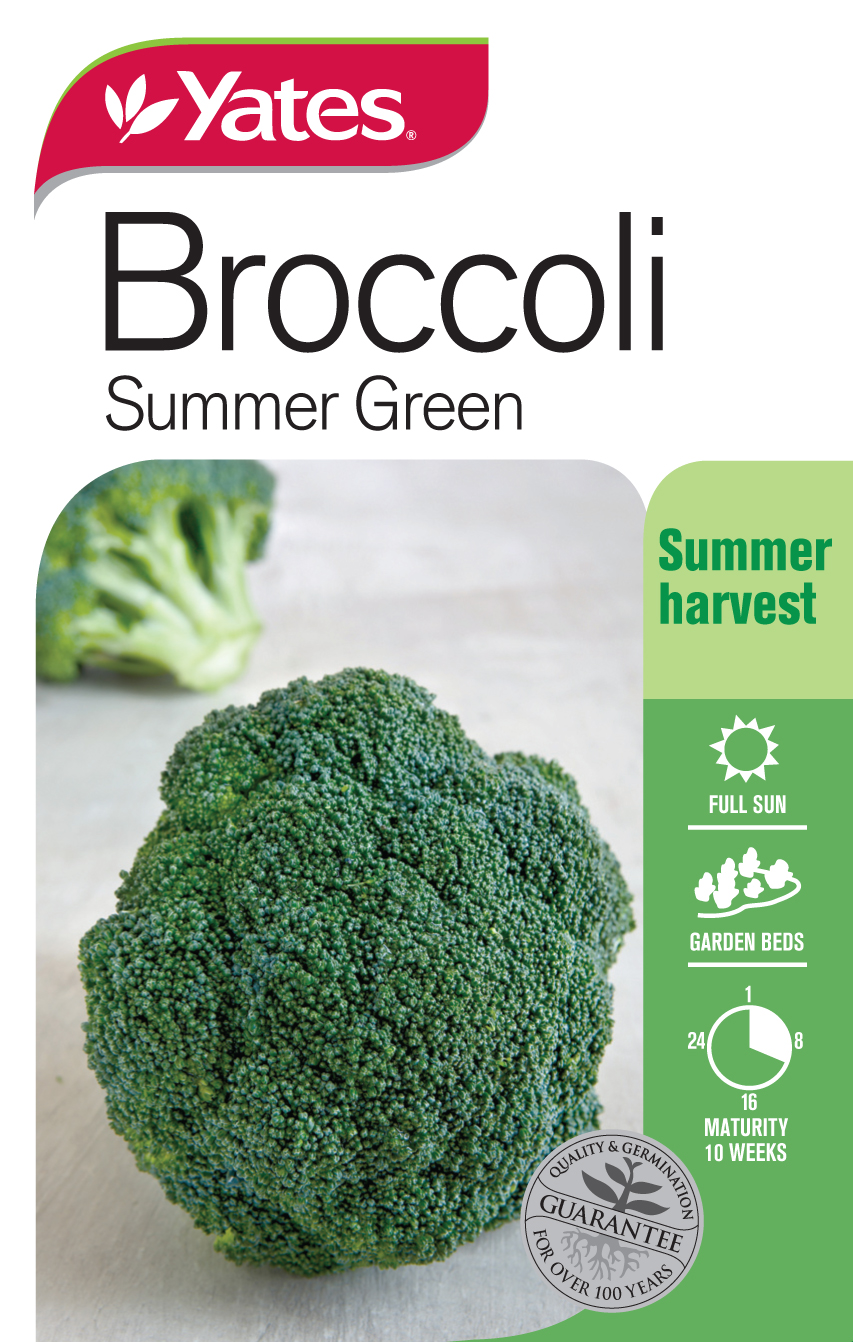 Broccoli 'Summer Green'