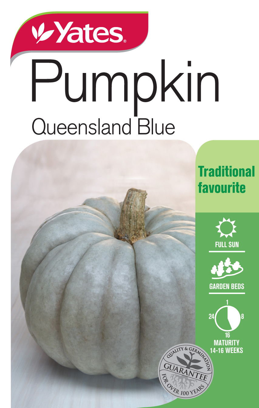 Pumpkin 'Queensland Blue' Heirloom