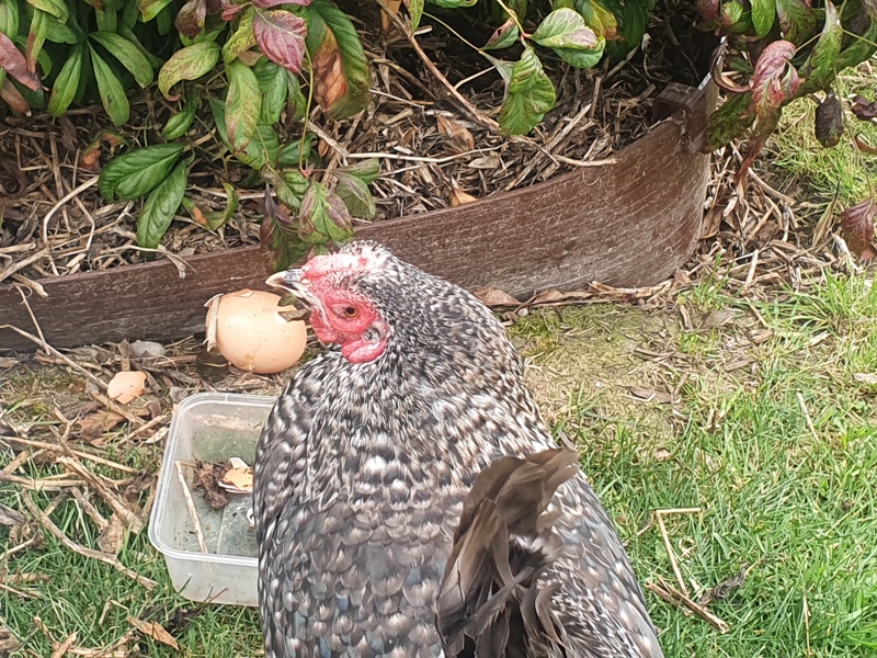 Mini Challenge from Chickens