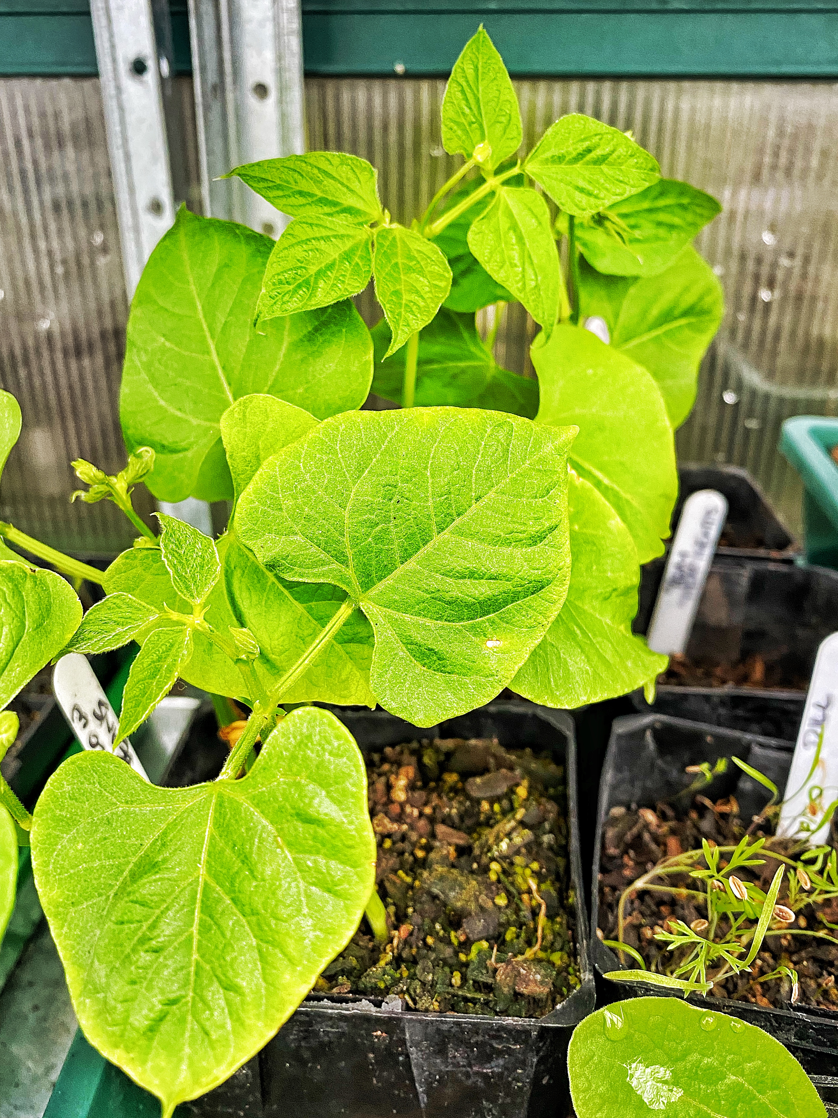 Beans - Frame or Trellis, Garden or Container